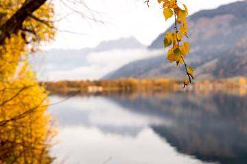 tree in autumn