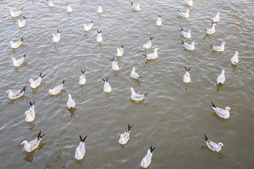 Group of Seagull bird swimming on sea at Bang poo, Samutprakan, Thailand.
