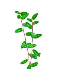 Cowberry branches with green leaves isolated on a white background.