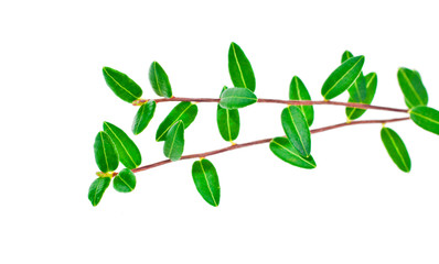 Cowberry branches with green leaves isolated on a white background.