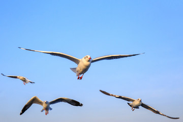 Seagull bird flying on sea at Bang poo, Samutprakan, Thailand. 