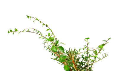 Branches of cowberries, dwarf birch (Betula nana) and marsh (Northern) Labrador Tea (Ledum palustre) plant isolated on white background. Forest bouquet.