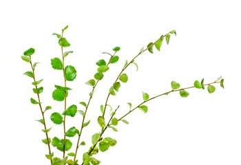 Young branches of dwarf birch (Betula nana) isolated on a white background.