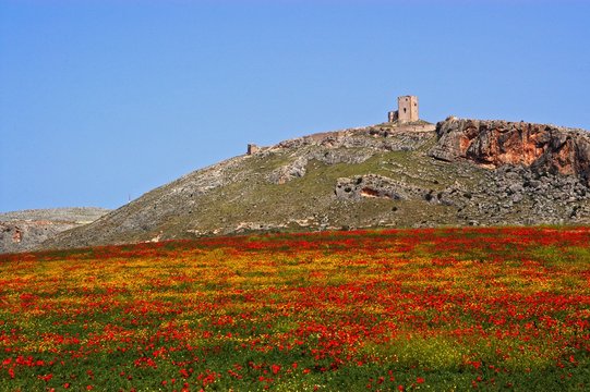 View of Star castle on the hilltop with a poppy field in the foreground, Teba, Andalusia, Spain.