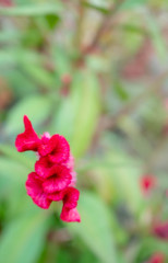 Cockscomb flower.