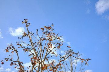 Fall Tree Against a Blue Sky