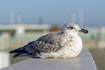Seagull resting