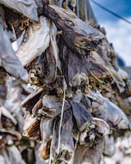 Cod stockfish drying on racks, Lofoten islands Norway