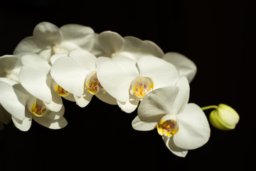Fototapeta na wymiar white orchid on black background