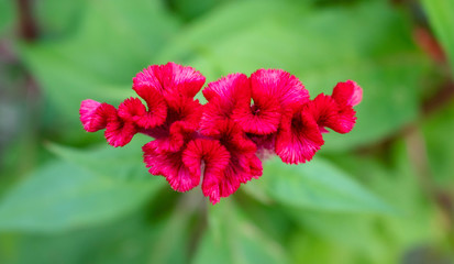 Cockscomb flower.