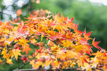 Red, yellow and orange maple leaves on green background in Japan.