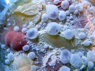 mold isolated on black background