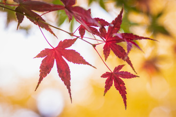 Red maple Leaves on yellow blurred background