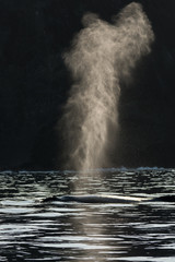 朝焼けの海で噴気を上げるザトウクジラ