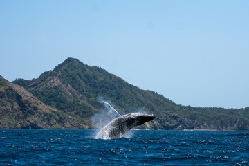小笠原の海でジャンプするザトウクジラ © shota