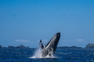 小笠原の海でジャンプするザトウクジラ