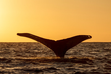 尾びれを上げるザトウクジラ　小笠原 © shota