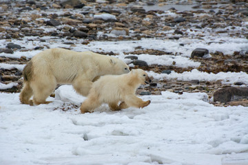 mother and cub running away from a bigger bear