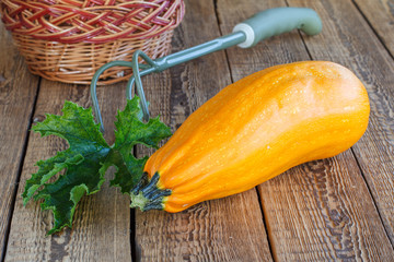 Fresh ripe zucchini on old wooden boards.