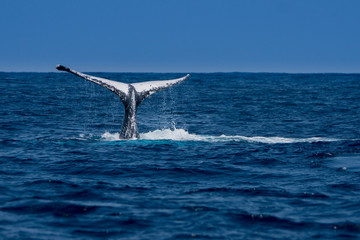 Fototapeta premium 尾びれを上げるザトウクジラ 小笠原