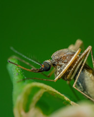 Culex quinquefasciatus