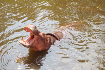 common hippopotamus (Hippopotamus amphibius) close up