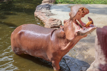 common hippopotamus (Hippopotamus amphibius) close up