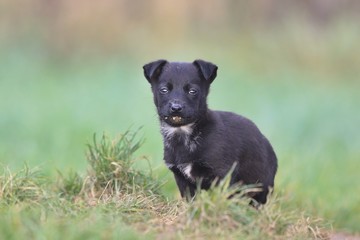 Naklejka na ściany i meble Mixed-breed puppy. Portrait of a Mixed Breed Black Puppy sitting ing the gras. 