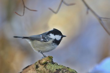 coal tit sitting on the stump. Wildlife scene from nature. Song bird in the natural habitat. Periparus ater.