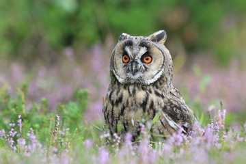 Wild European Long eared Owl Asio otus, sitting on the ground.