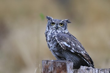 Spotted Eagle Owl (Bubo africanus) sitting on the stump. 