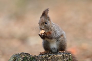 Art view on wild nature. Cute red squirrel with long pointed ears in autumn scene . Wildlife in November forest. Squirrel sitting on the stump with a nut.. Sciurus vulgaris