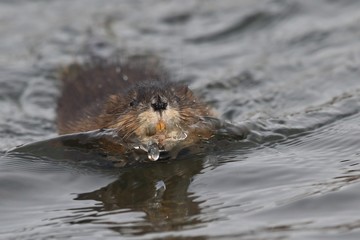 Fototapeta premium The muskrat (Ondatra zibethicus) in natural habitat. Wildlife scene from Czech. The muskrat swimming in the pond.