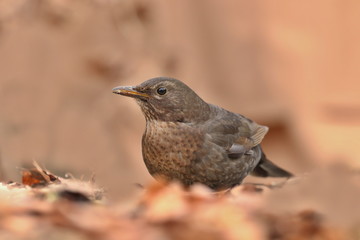 Fototapeta premium Blackbird sitting on the ground. common blackbird in the nature environment. Eurasian blackbird. Czech republic. Turdus merula