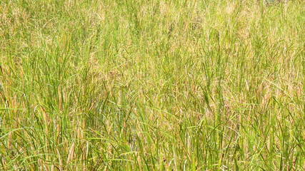 sedge or grass field at lake or swamp.