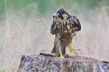 Young peregrine falcon sitting on the ground. Falco peregrinus in the nature habitat.
