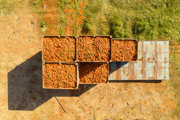 Pallets of fresh harvested Carrots on a trailer in a large filed with a Red forklift and empty pallets.