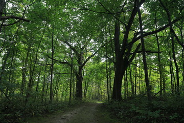 Fototapeta na wymiar Nature Hike in the Woods