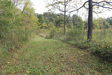 Obraz premium Nature Hike in the Woods