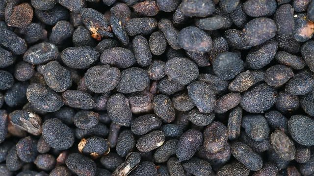 top view herb medicine BuGuZhi or Psoraleae Fructus or Malaytea Scurfpea Fruit rotate and pause