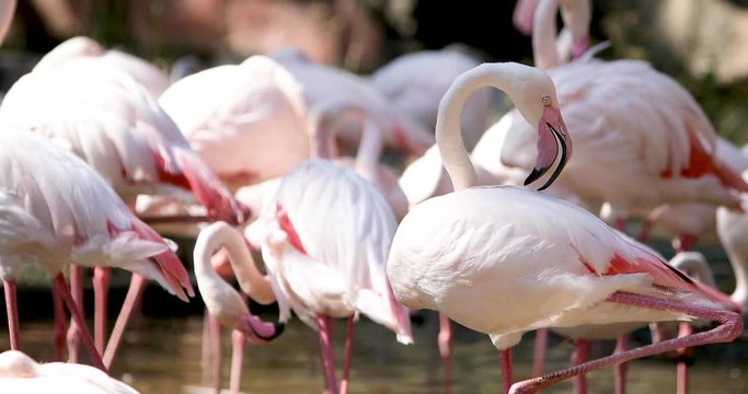 group of pink flamingos
