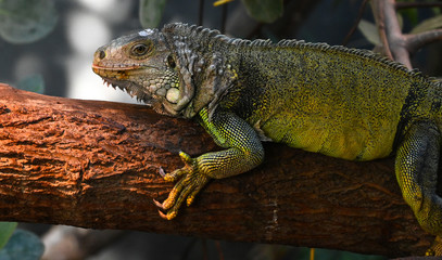 Iguane