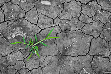 green grass on dry cracked earth