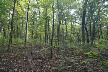 Nature Hike in the Woods