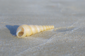 Conch shell on the sand beach of sea or ocean with sunlight or sunshine on the morning.