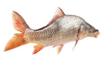 Carp fish on a white background
