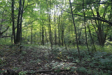 Obraz premium Nature Hike in Woods and Greenery