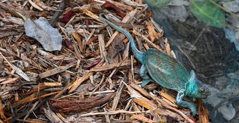 Caméléon