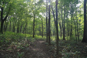 Nature Hike in Woods and Greenery