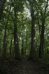 Fototapeta na wymiar Nature Hike in Woods and Greenery